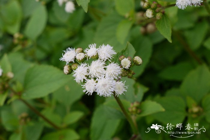 苏丹凤仙花