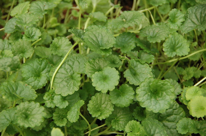 油菜花介绍