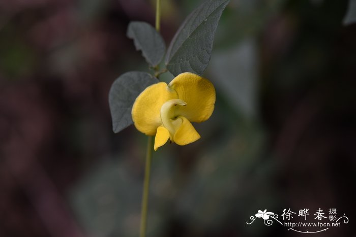 油菜花的习性