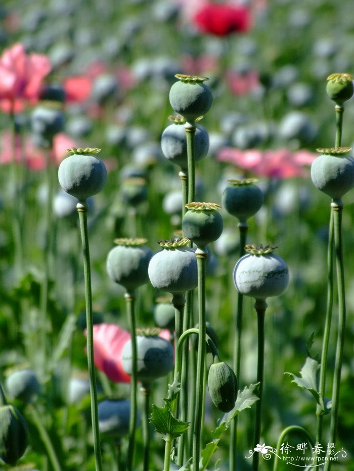 植物叶子边缘焦枯什么原因