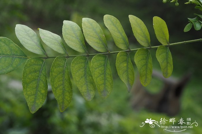 马尼拉草皮价格一平米多少钱