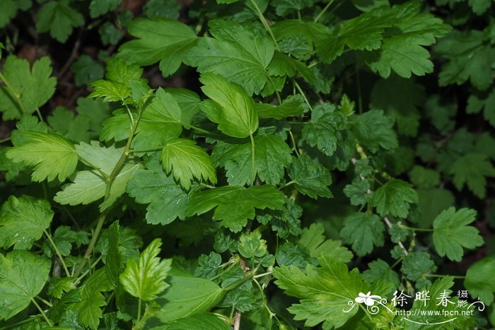 宿根植物