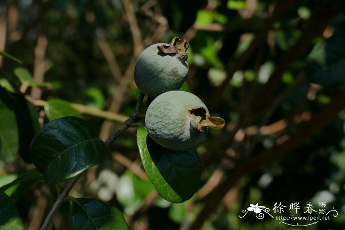 山茶花什么时候开