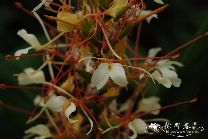 紫罗兰花图片