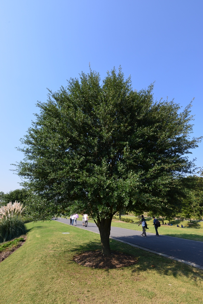 山里红