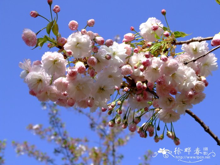 栀子花耐寒最低温度