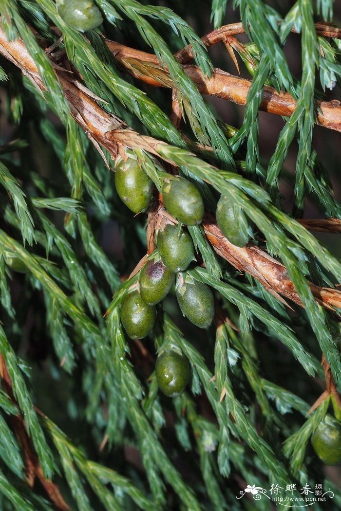 多肉植物什么季节种比较好