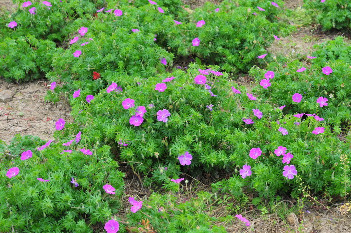 室内花卉图片大全