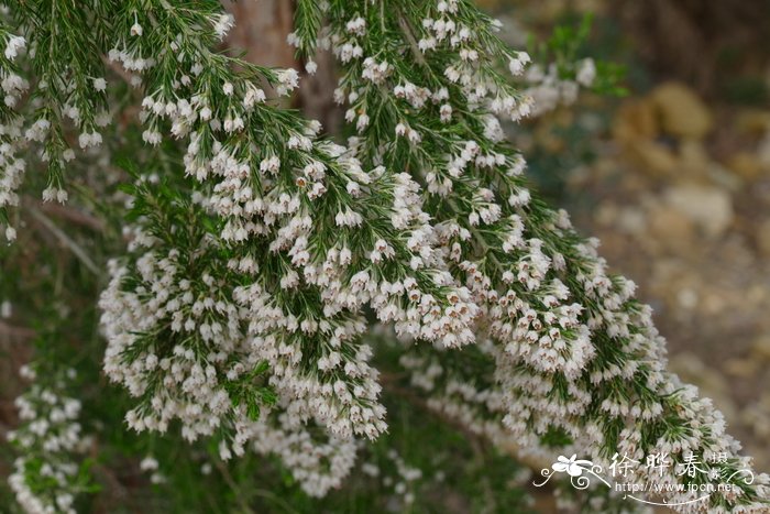 鲜花玫瑰花