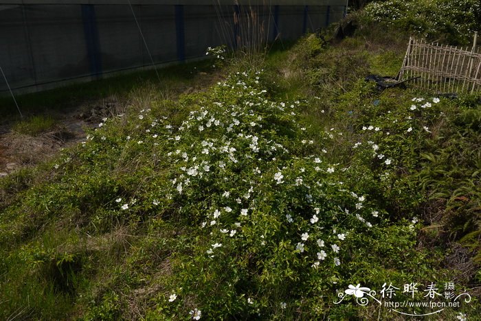 白色郁金香花语