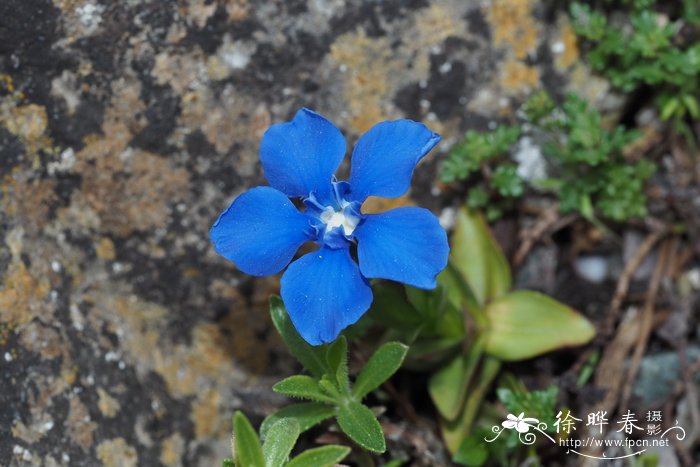 山姜花