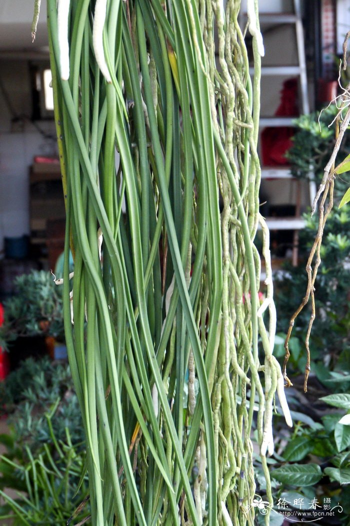 四季红山茶花