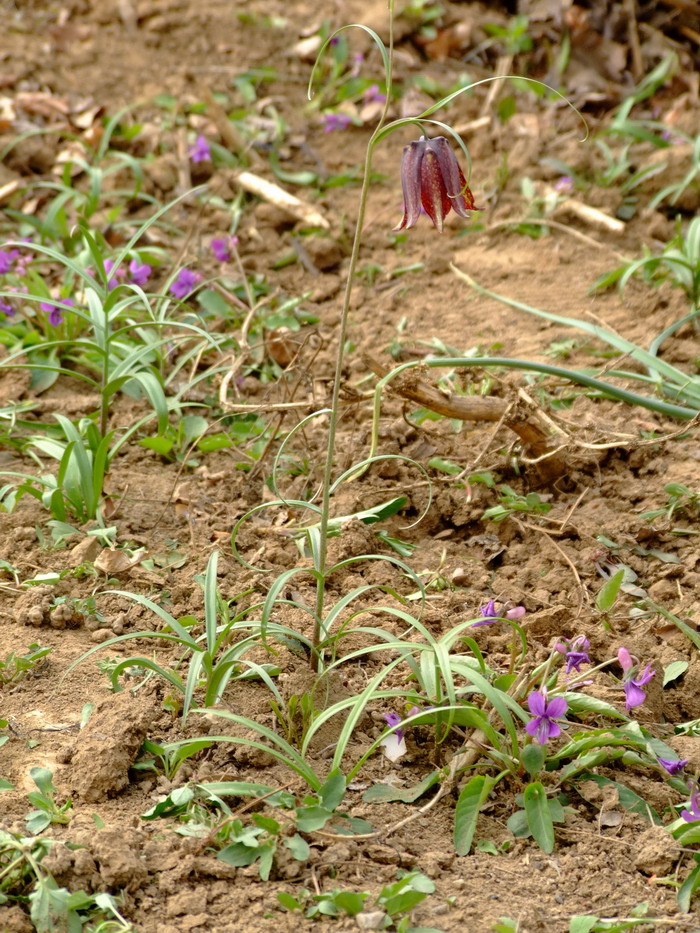 榴莲季节