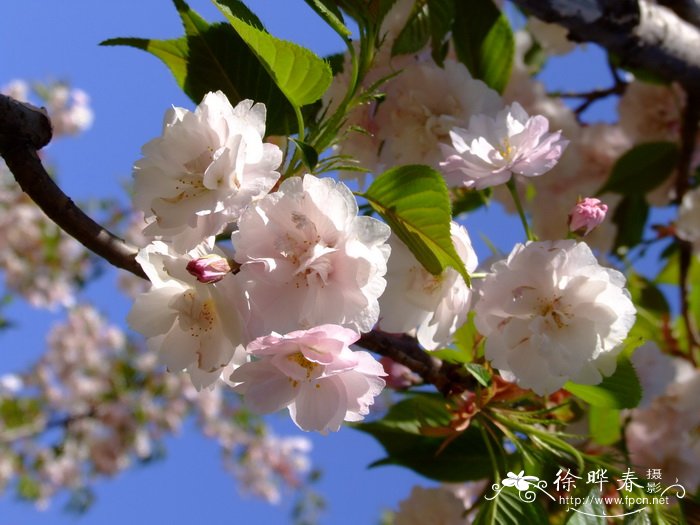 野蔷薇花语