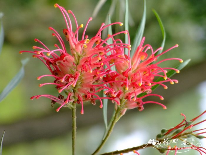 水性杨花泸沽湖几月开花