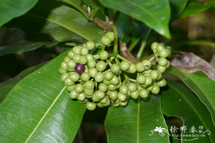 七叶一枝花图片