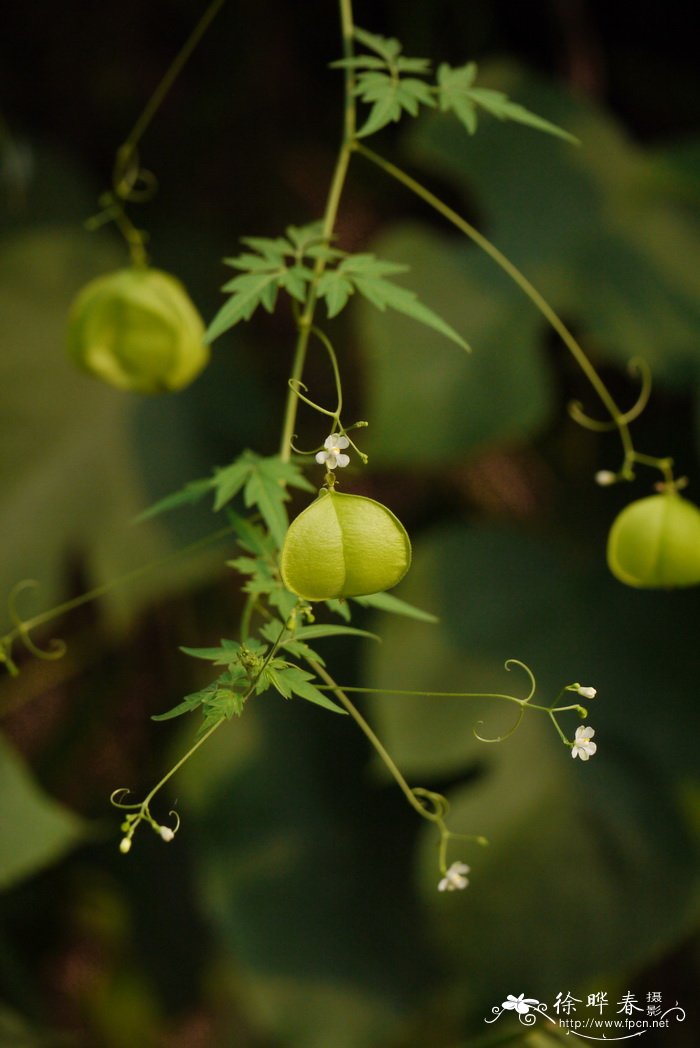 郁金香的花可以撑几天