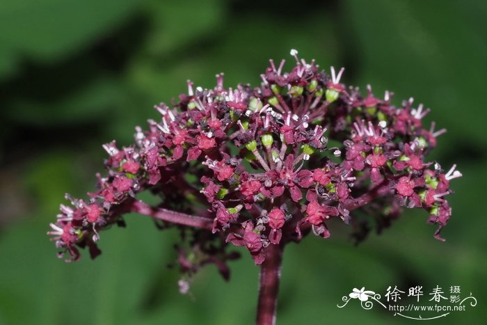 玉树会开花吗