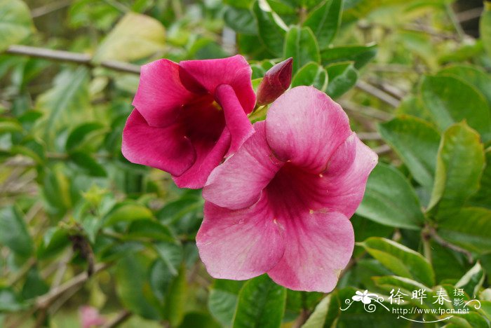 25朵玫瑰花语