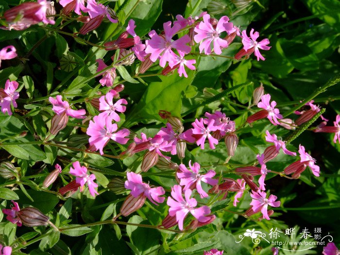 油菜花介绍