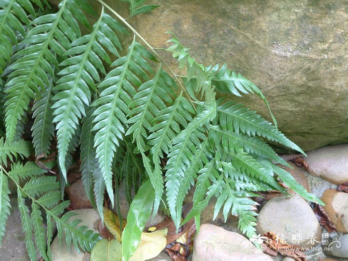 金银花种植前景如何