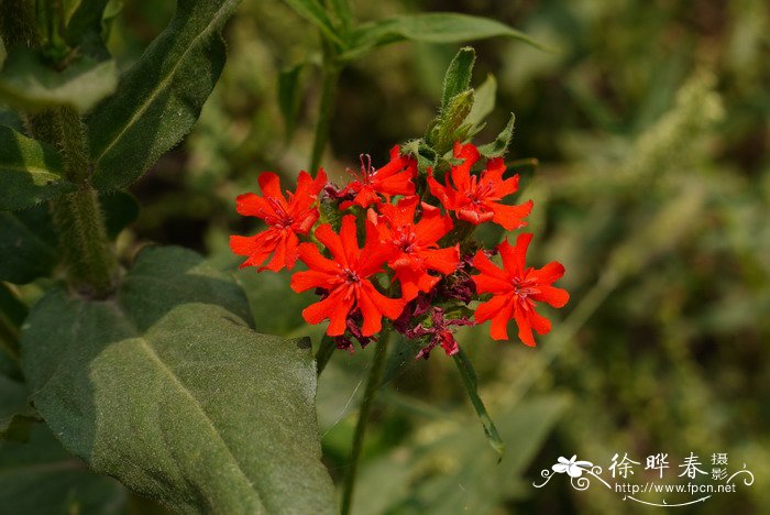 黄花菜的做法大全