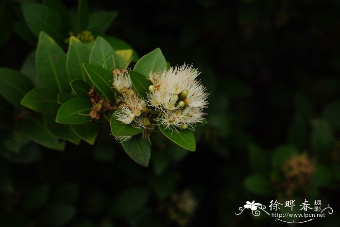 夏天开的花有哪些