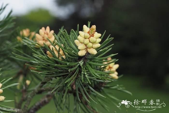 九里香什么时候开花