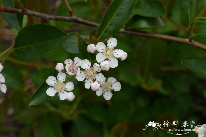 梅花的象征意义