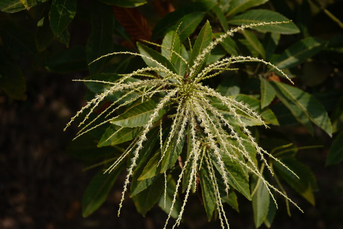 水仙花的传说