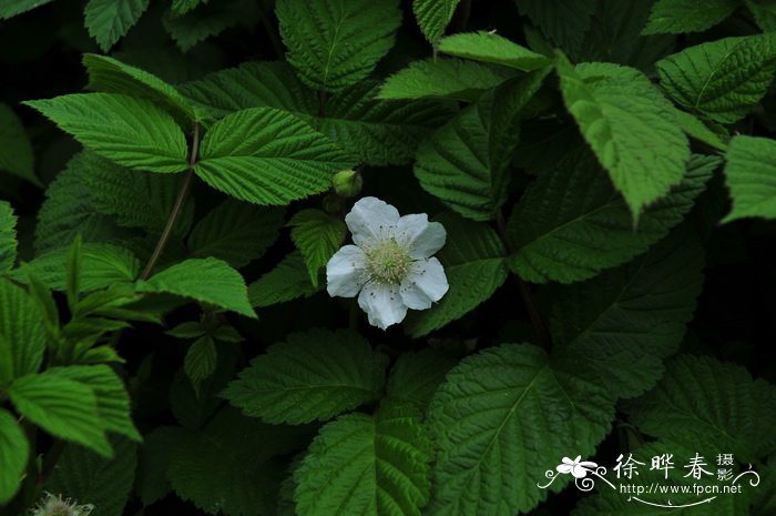 魔芋种植