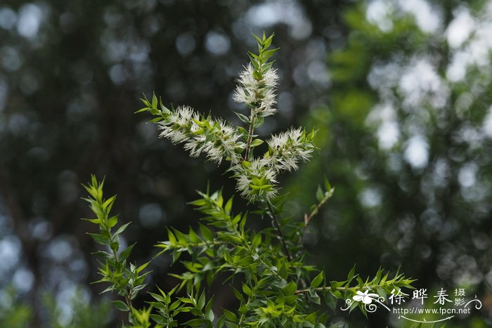 喇叭花的图片