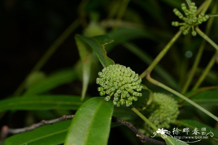 车厘子和樱桃