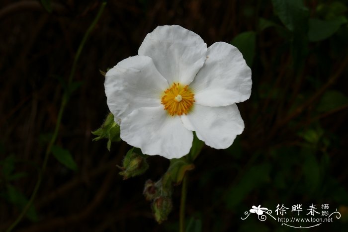 天津鲜花速递