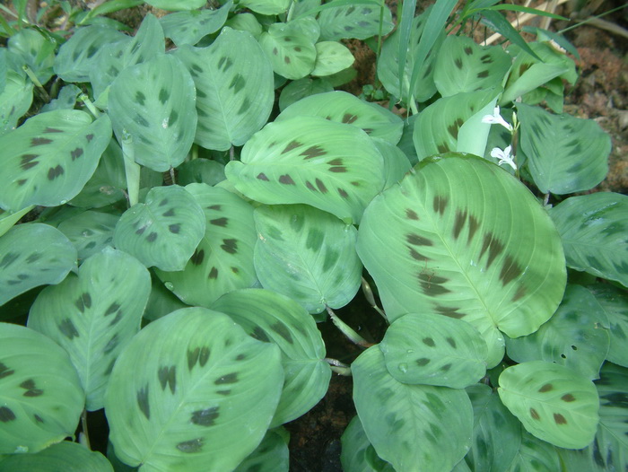 兰花介绍