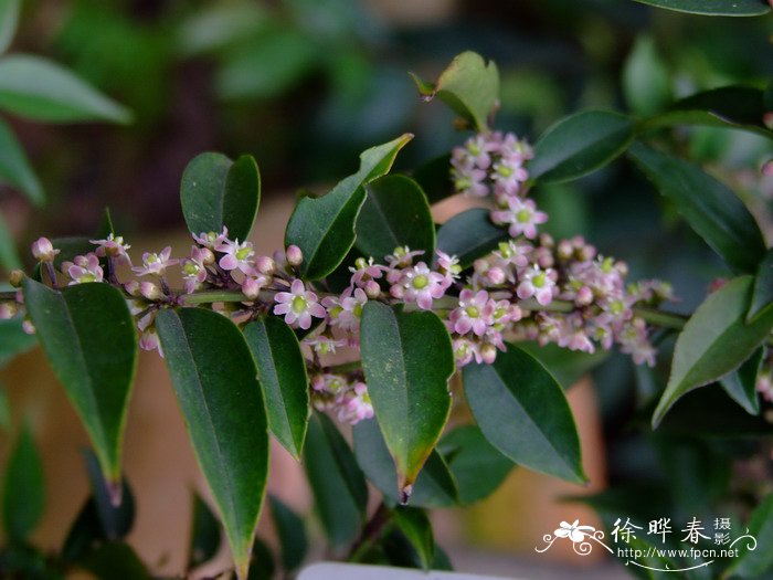 长春花花语