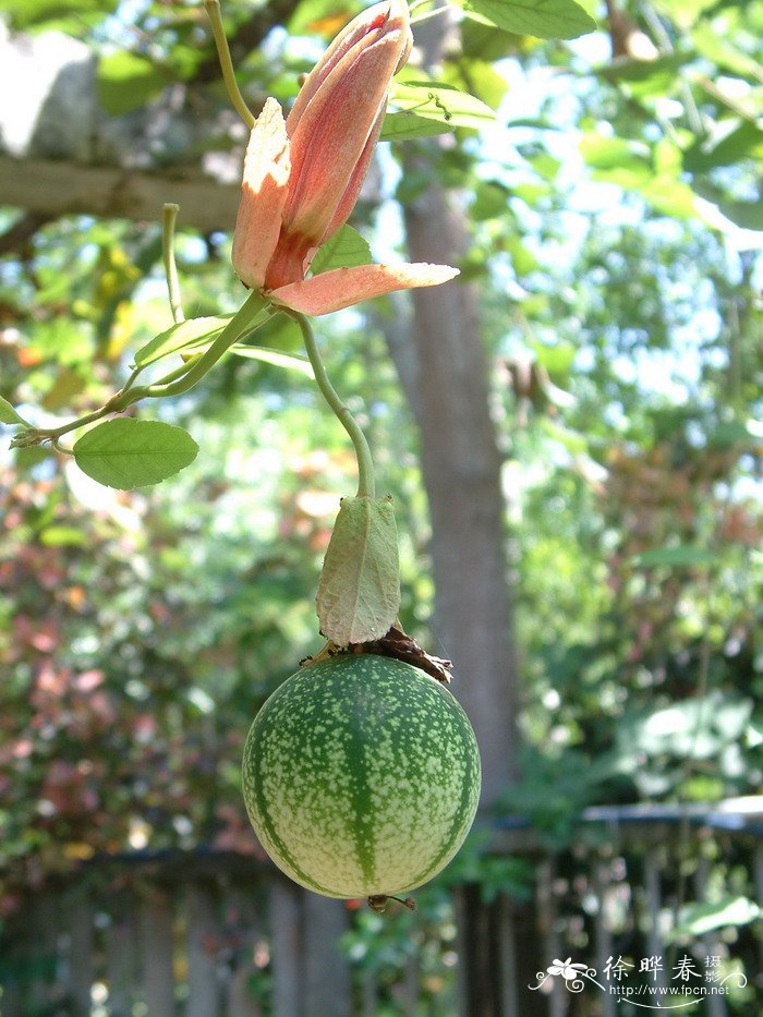 不同的植物为什么开花的时间不同呢