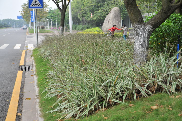 绿植养护知识和方法