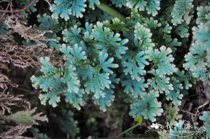 花篮多少钱 开业大吉