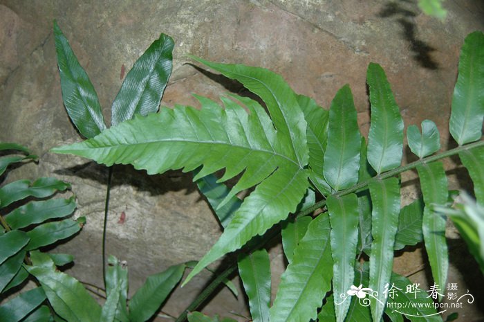 红蛇果跟普通苹果有什么区别