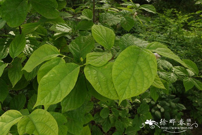 蓝盆花的养殖方法和注意事项