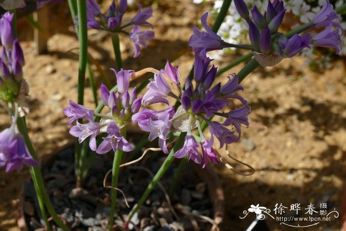 三八节送什么花