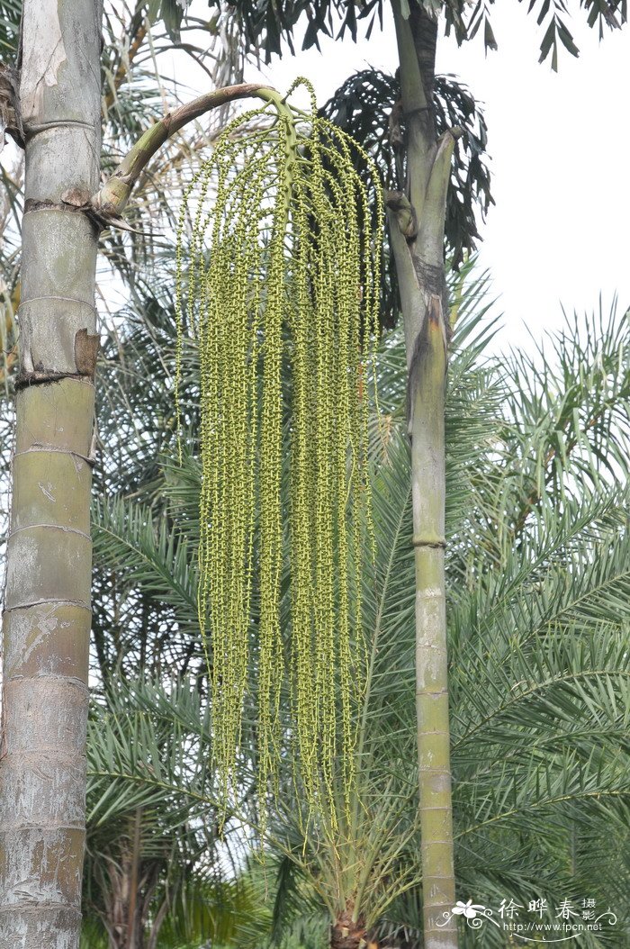 桂花怕冻吗冬天