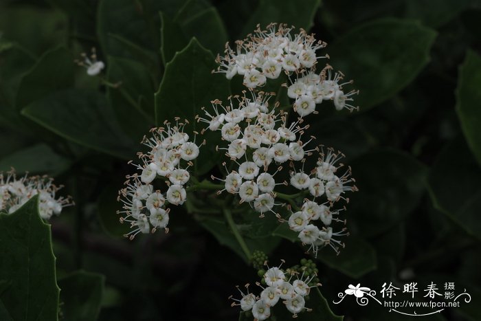 梨花的样子 颜色 气味 形状