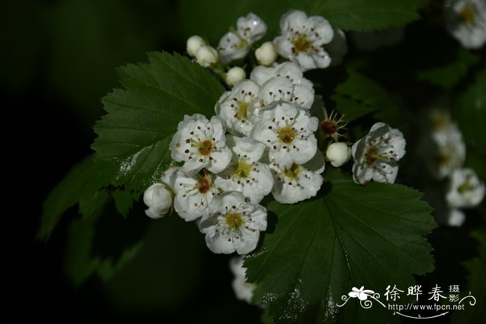 水仙花的外形