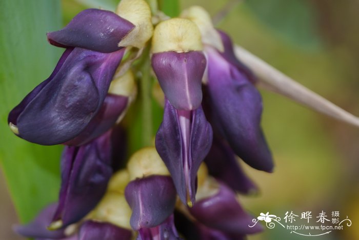 25朵玫瑰花语