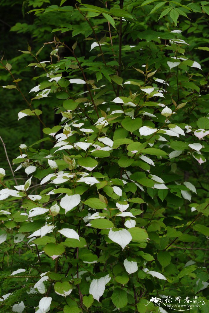 油菜花介绍