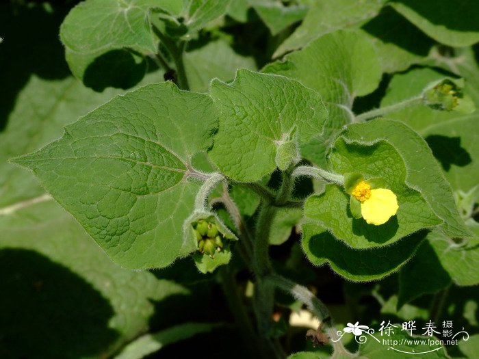 木棉花的寓意