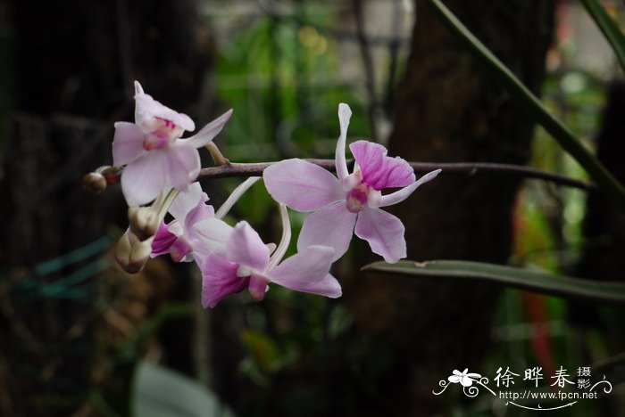 洛神花茶