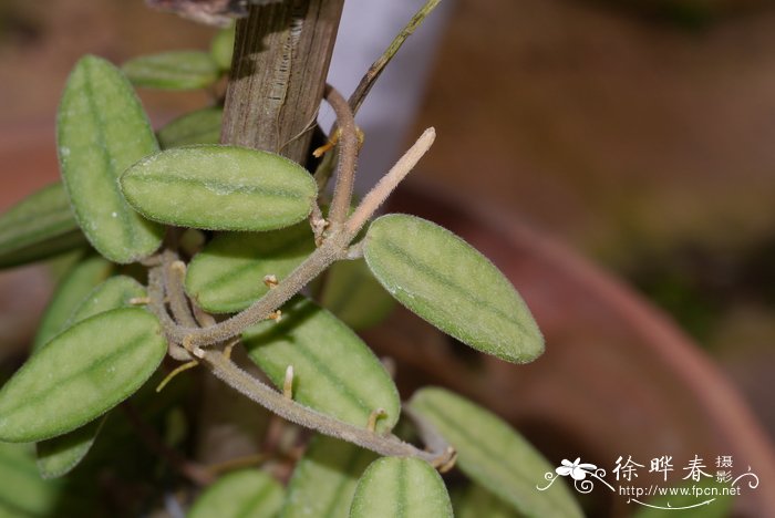 黄芪的功效与作用及食用方法